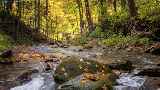 Simple Decisions, Life-Changing Results: The Unexpected Power of a Walk in the Park